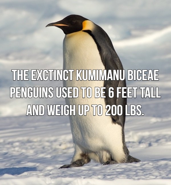 emperor penguin - The Exctinct Kumimanu Biceae Penguins Used To Be 6 Feet Tall And Weigh Up To 200 Lbs.