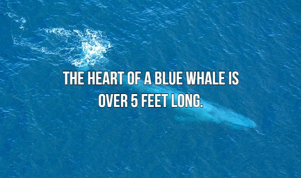 ocean - The Heart Of A Blue Whale Is Over 5 Feet Long.