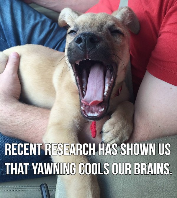 quotes about trust issues - Recent Research Has Shown Us That Yawning Cools Our Brains.