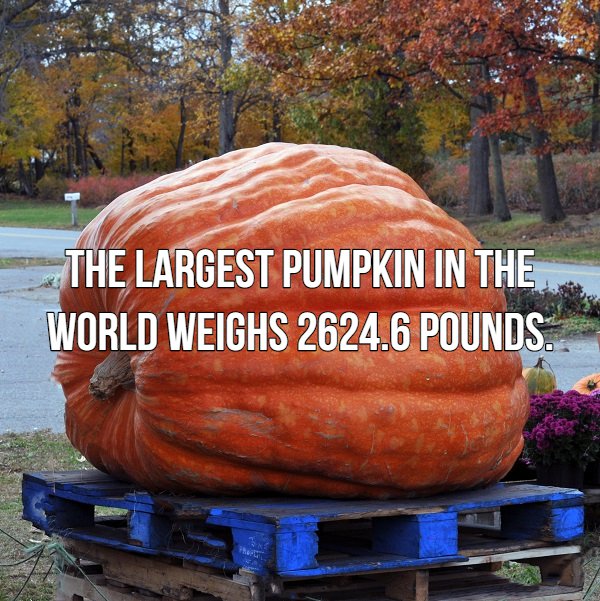 pumpkin - The Largest Pumpkin In The World Weighs 2624.6 Pounds.