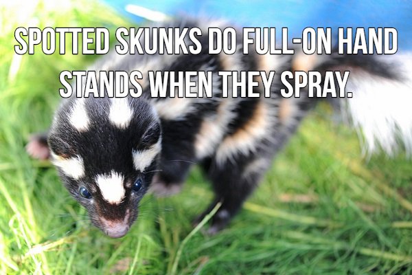 skunk hd - Spotted Skunks Do FullOn Hand Stands When They Spray.