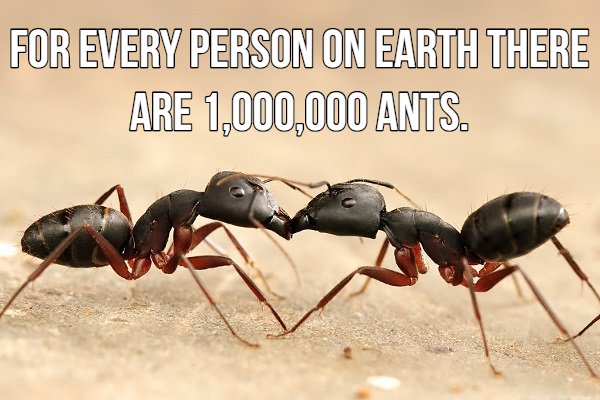 black ant or termite - For Every Person On Earth There Are 1,000,000 Ants.