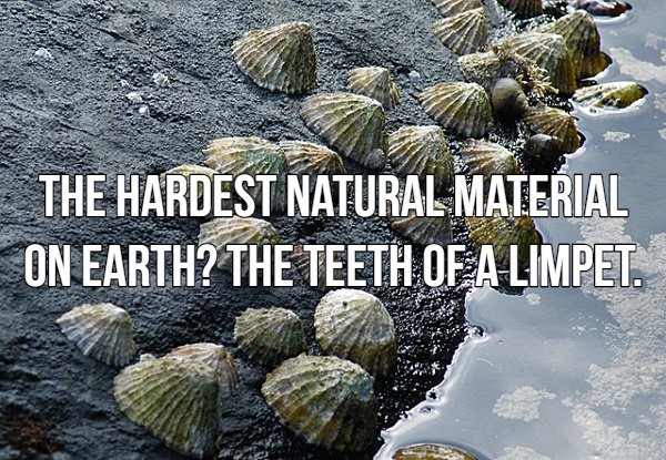 The Hardest Natural Material On Earth? The Teeth Of A Limpet.