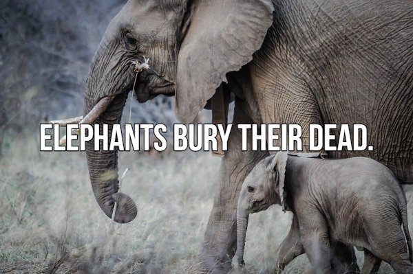 elephant pexels - Elephants Bury Their Dead.
