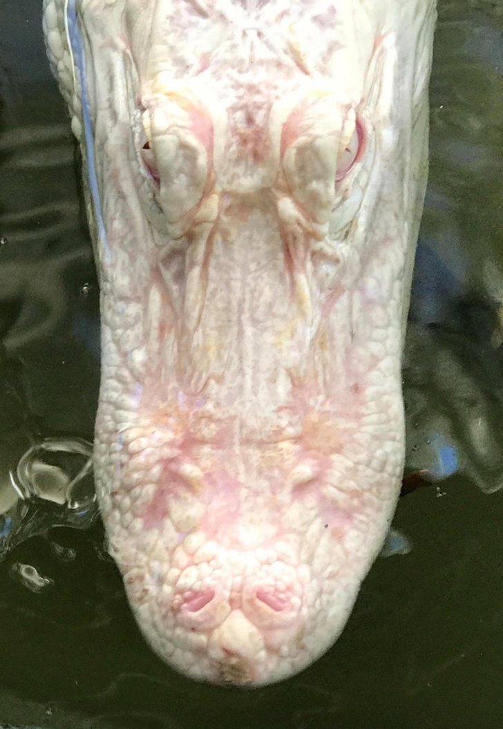 An albino alligator