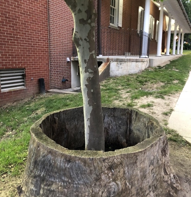 This tree is growing inside the trunk of another tree.