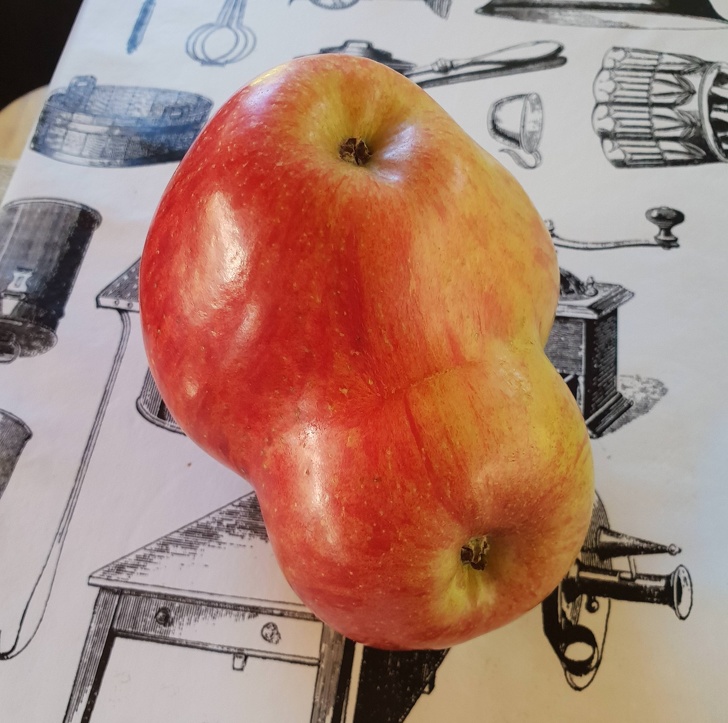 This apple has another apple fused to it.