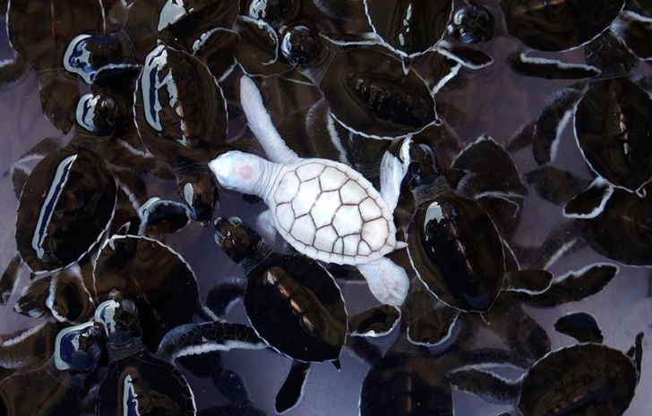 An albino turtle with its friends