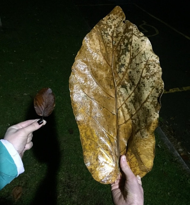 A massive leaf compared to a normal one