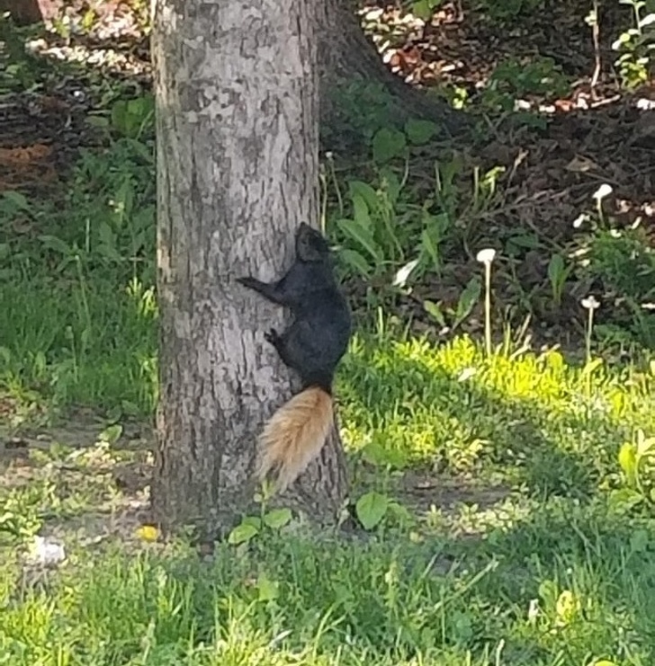 “I saw a black squirrel with a blonde tail.”