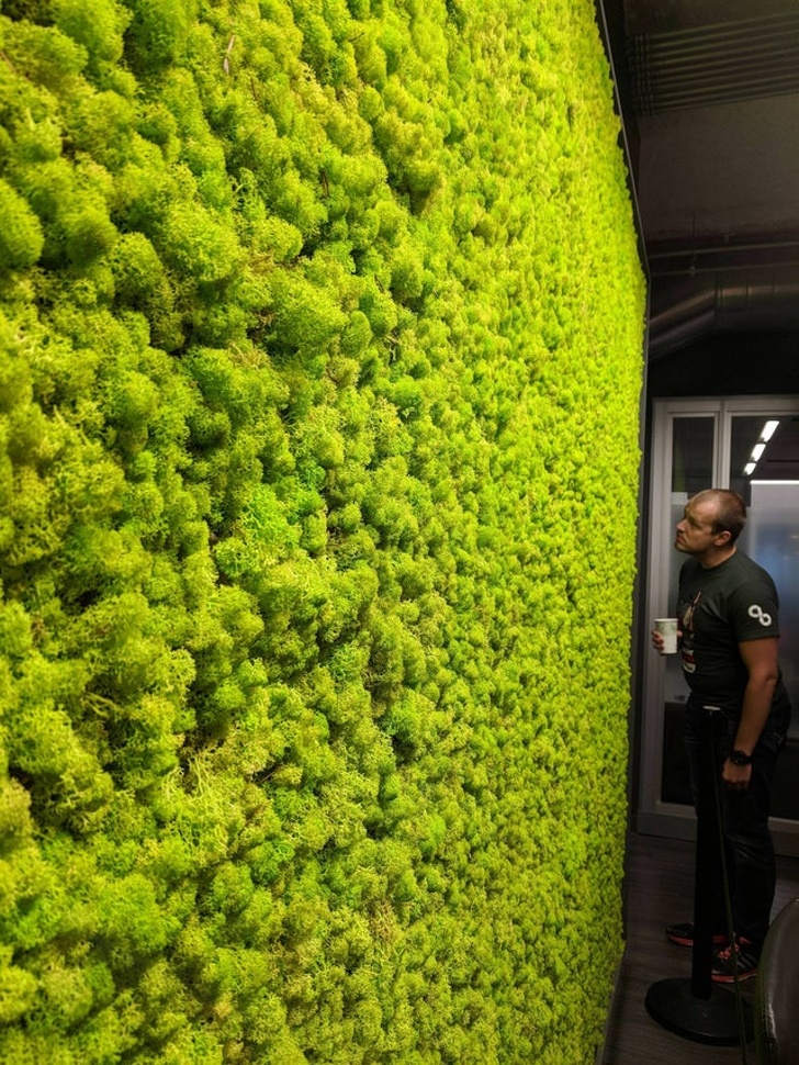 “The living moss wall at my office”