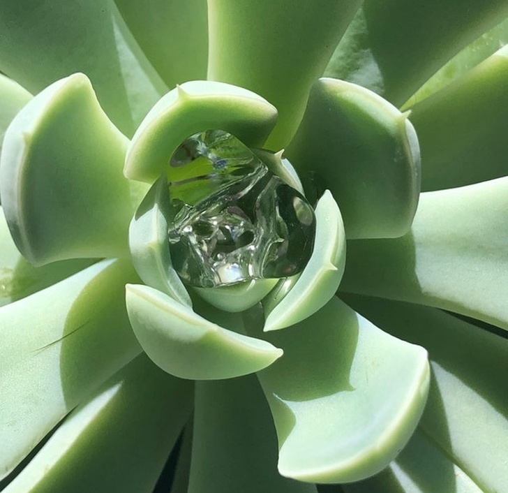 “The way the water got trapped in my succulent”