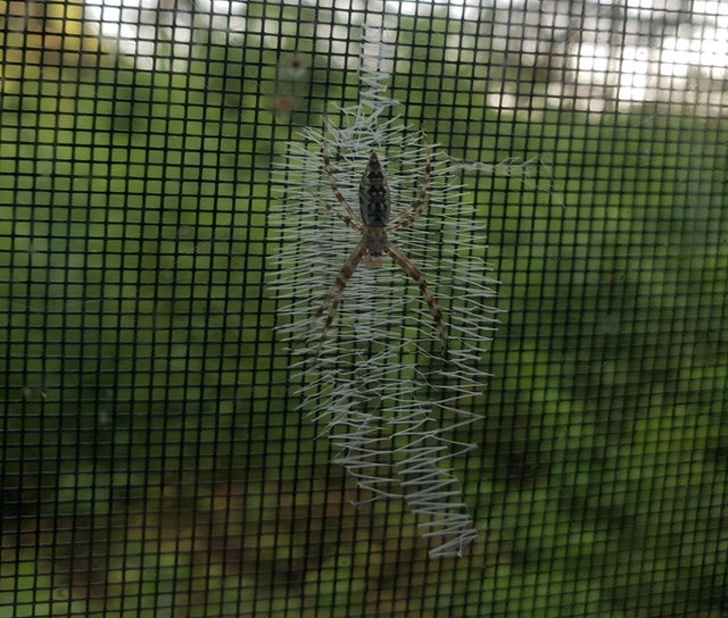 “This spider spun a web on my window screen.”