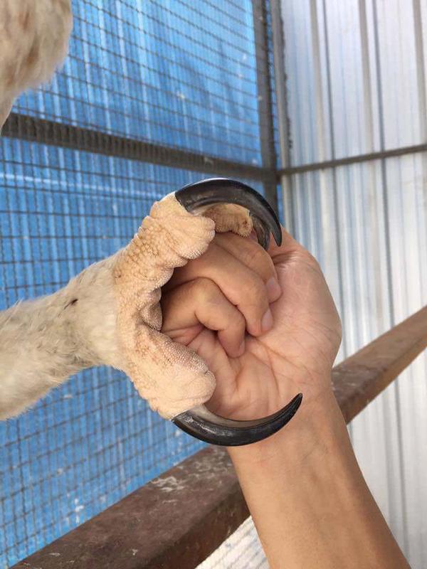 Shaking hands with a harpy eagle