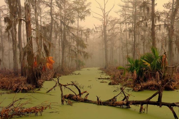 This is what forests in Louisiana look like