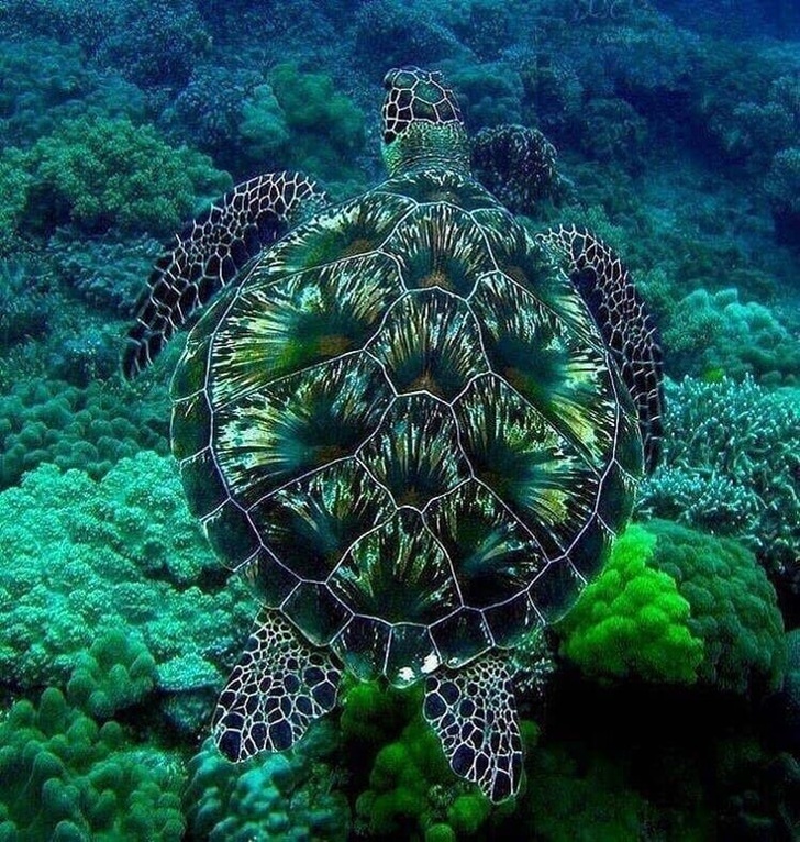 This colorful sea-turtle that looks like an anemone