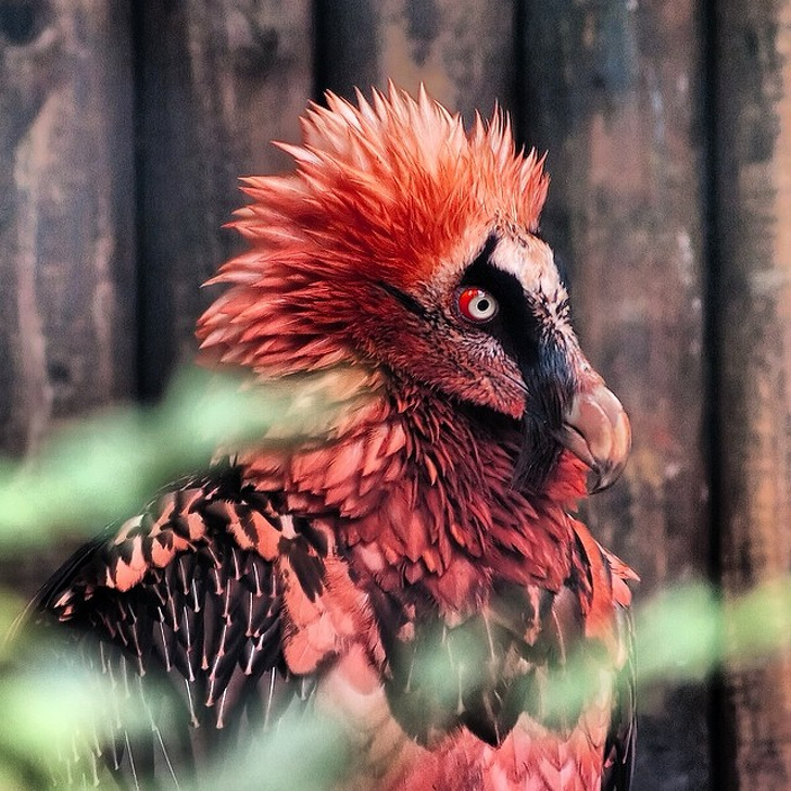 This is what a bearded vulture looks like
