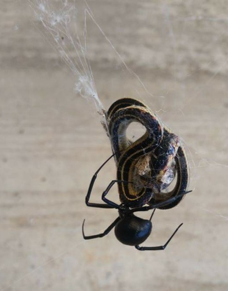 A black widow that can trap and eat snakes