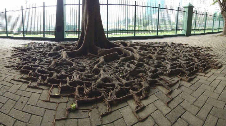 A tree and its roots growing through the cracks of the pavement