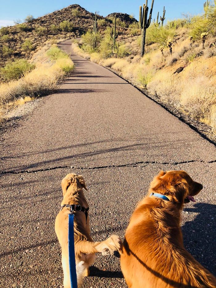 Last Friday, his owner Paula was having a casual morning walk with her two dogs when something unusual happened