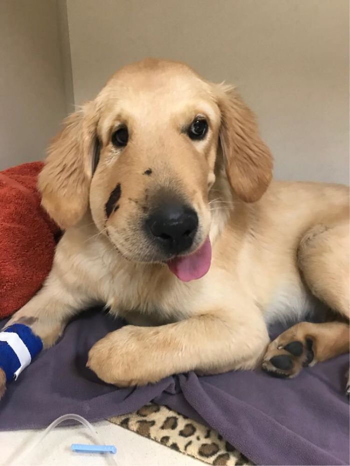 6-month-old pup Todd jumped between his owner and a dangerous reptile, taking the bite that was addressed to his human