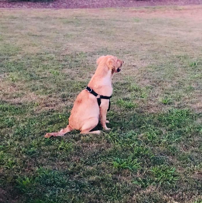 Yesterday his owner updated her Facebook status with a picture of Todd in the park saying that her puppy is recovering fine and is already back on his feet