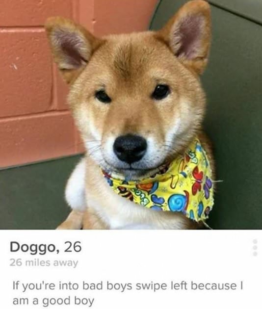 tinder- zoom in on meme - Doggo, 26 26 miles away If you're into bad boys swipe left because I am a good boy