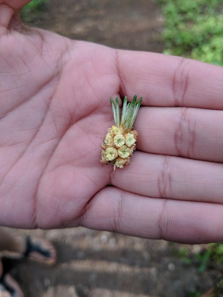 seed that looks like a pineapple