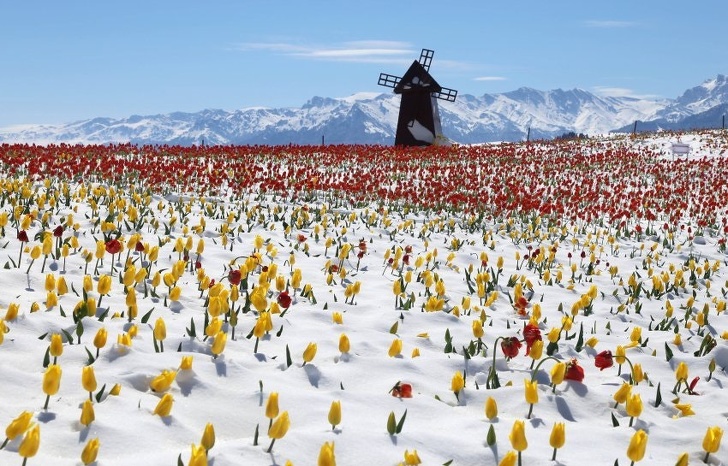 tulips in snow