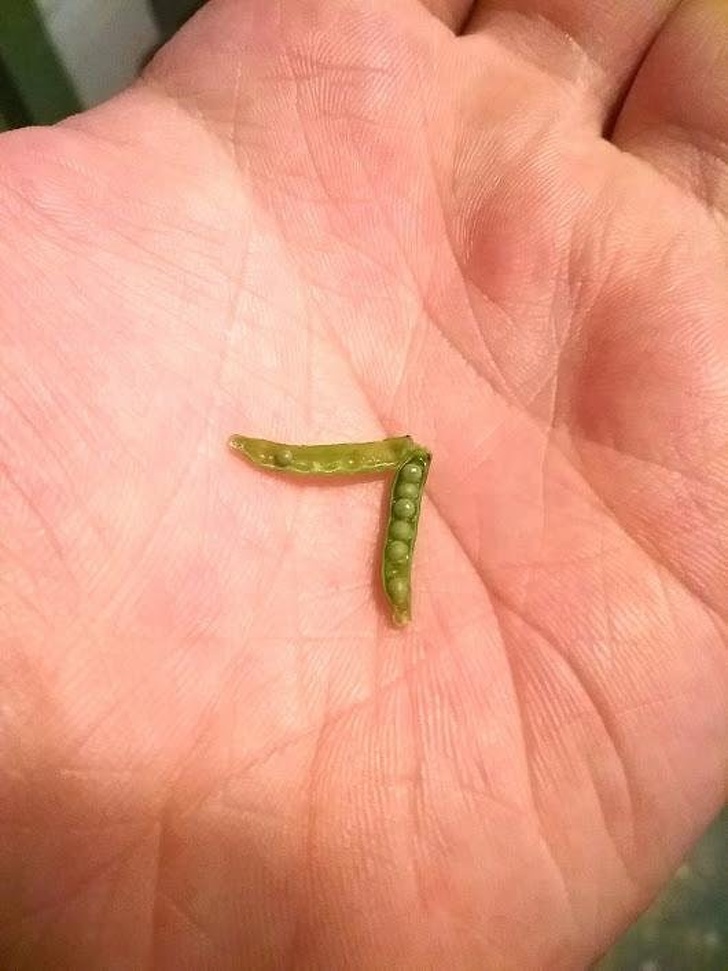 tiny pea pod