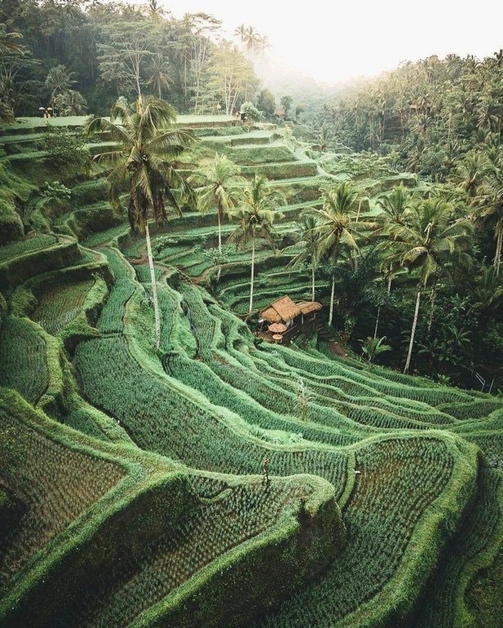 bali indonesia fields