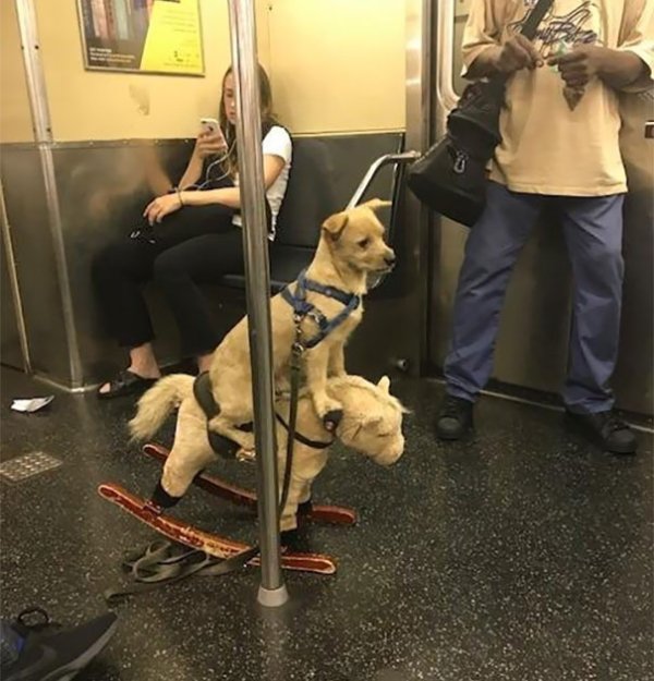 38 crazy sh*t seen on the subway