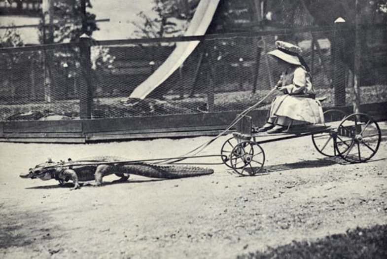 A child has her pet gator pull her cart at a gator zoo in Florida, US in 1908.