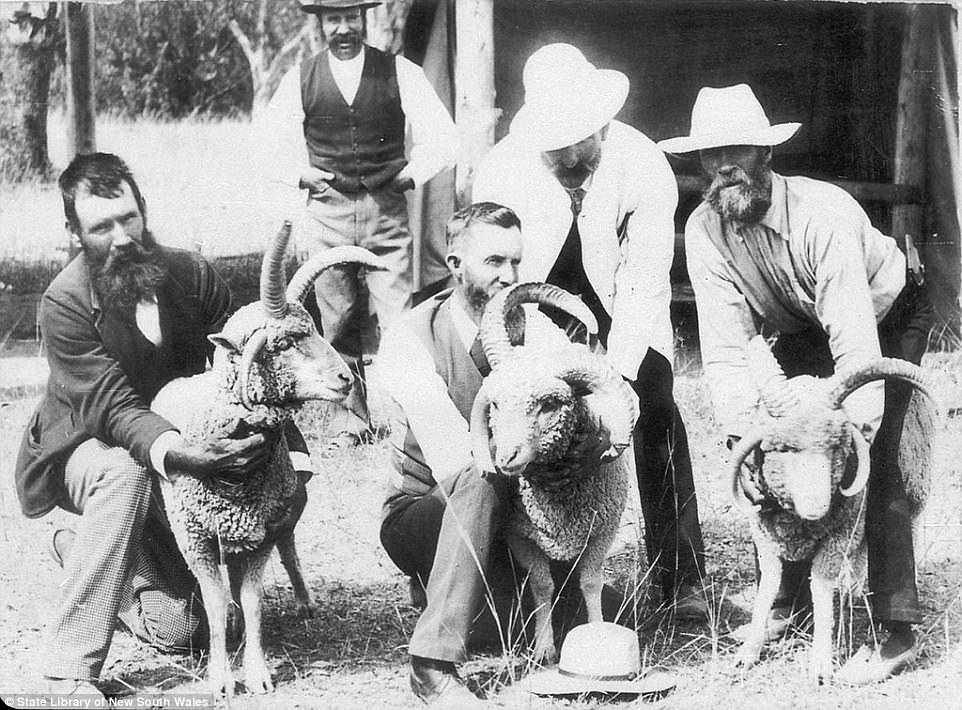 Odd looking sheep on display at Boolarwell, Australia in 1900.