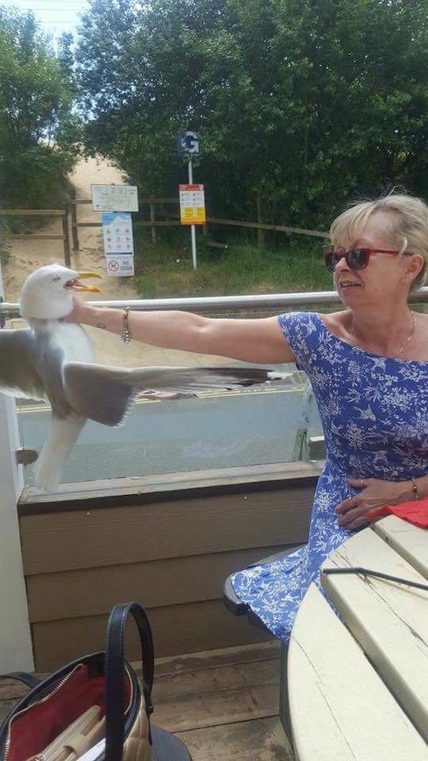 woman grabs seagull by neck - |