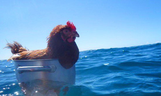 chicken in the ocean