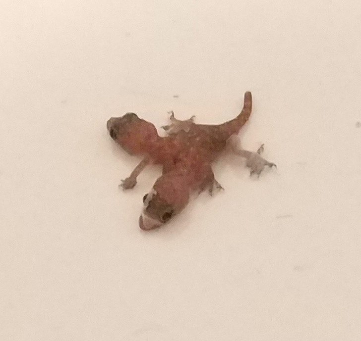 “This baby gecko regrew a second head.”