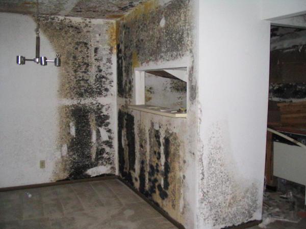 Secret Toxic Mold.
A young couple and their 2-year-old purchased a 5- bedroom home that was in foreclosure for a steal. When they started to do renovations, they found a passageway behind a bookshelf that led to a secret room. Inside, there was a note that said: “You Found It! Hello. If you’re reading this, then you found the secret room. I owned this house for a short while, and it was discovered to have a serious mold problem. One that actually made my children very sick to the point that we had to move out.”

Apparently the previous owner had been trying to warn the realtor, the local authorities and anyone who’d listen, and he was shut down so the house could sell.