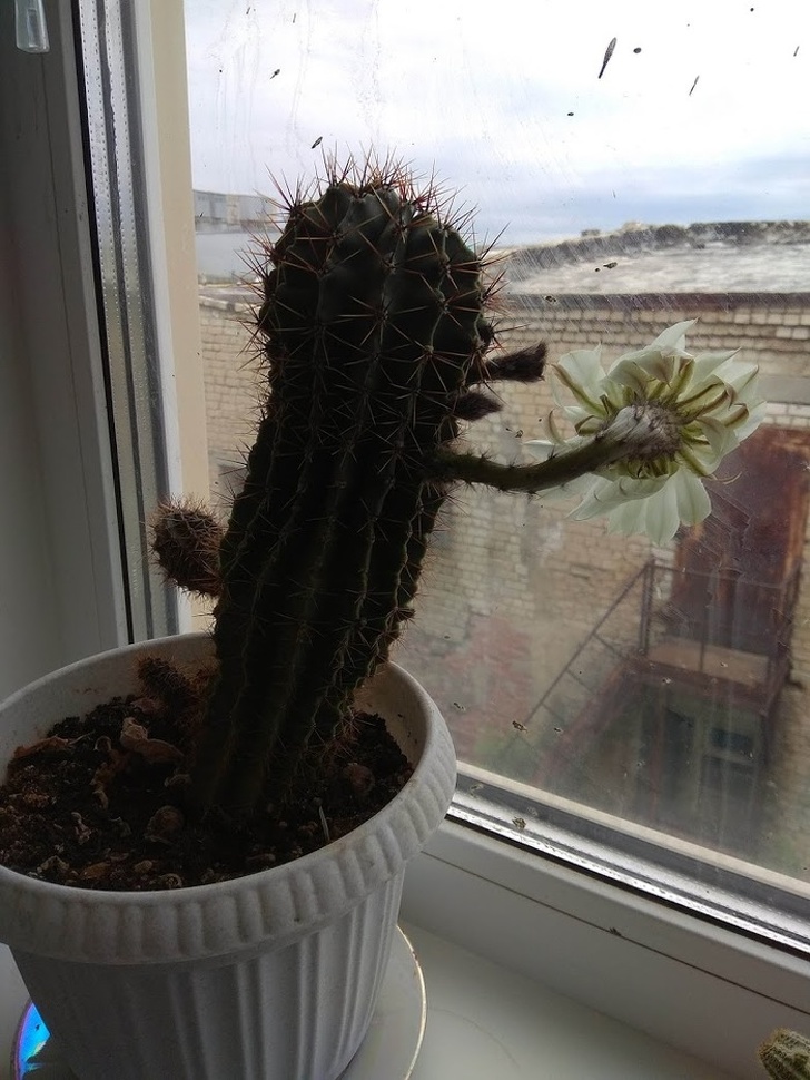 Ask your cactus to wash the windows.