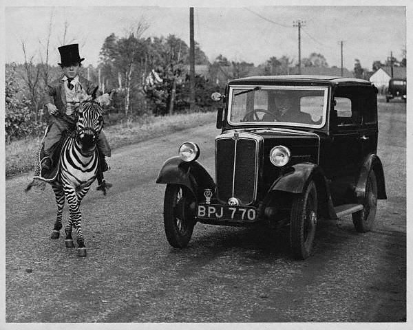 A circus dwarf riding a zebra in Yorkshire, England in 1935.