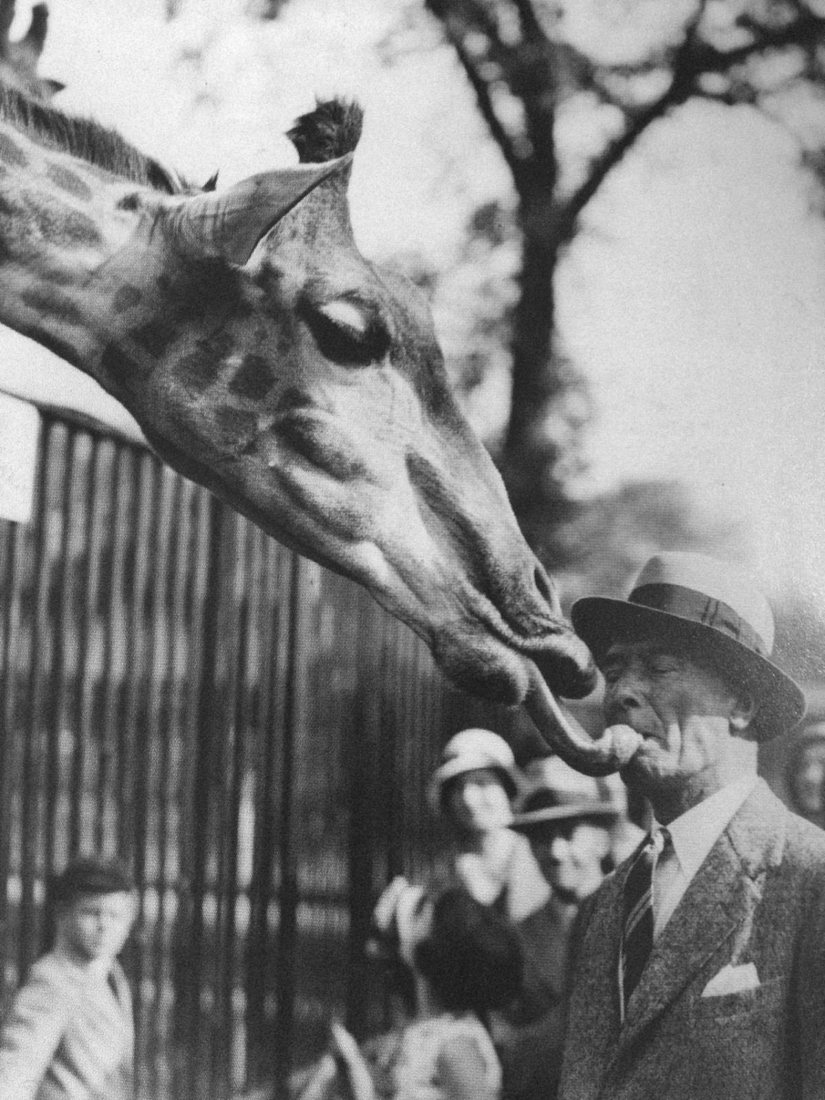 A giraffe licks a man at the London Zoo in London, England in 1931.