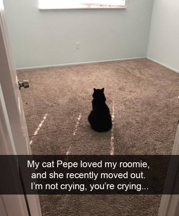 Cat - My cat Pepe loved my roomie, and she recently moved out. I'm not crying, you're crying...