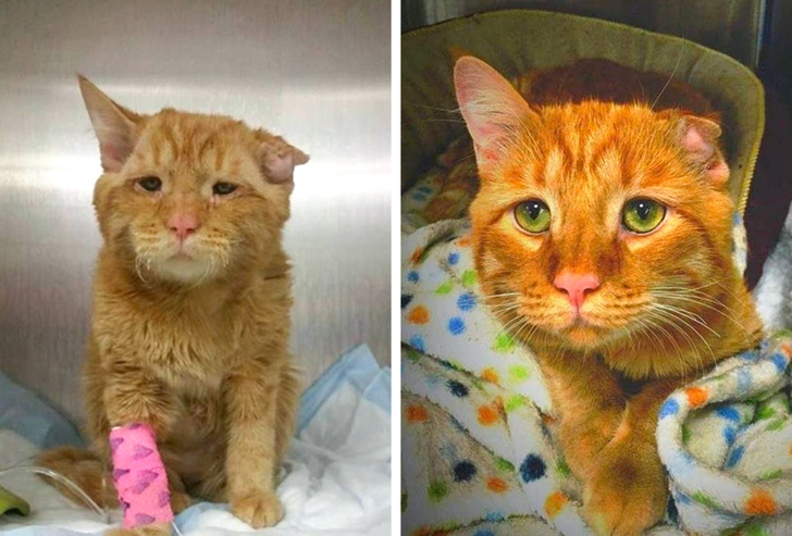 This is Ben, a cat that lived despite doctors’ predictions.