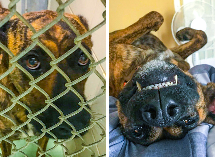 “This is my dog the day before he got adopted and a few months after!”