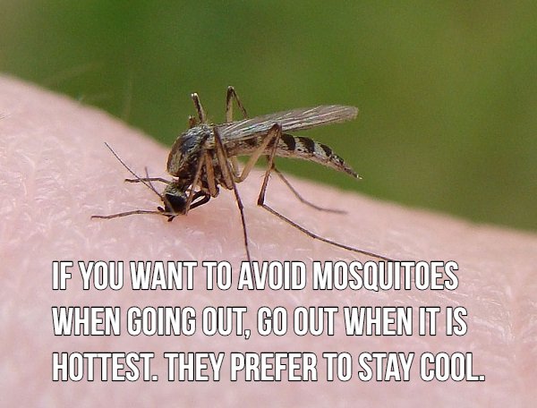 16 blood sucking facts about mosquitoes