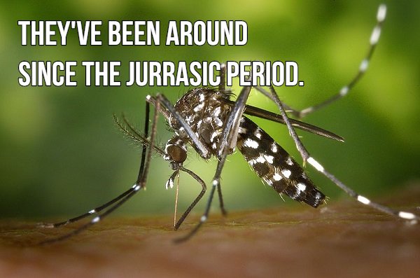 16 blood sucking facts about mosquitoes