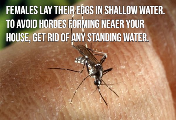 16 blood sucking facts about mosquitoes