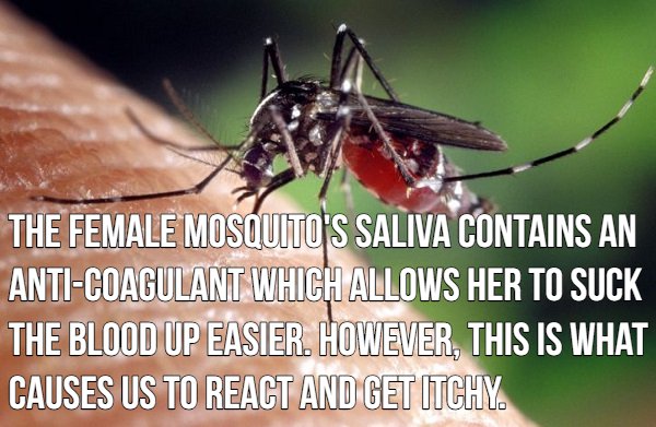 16 blood sucking facts about mosquitoes