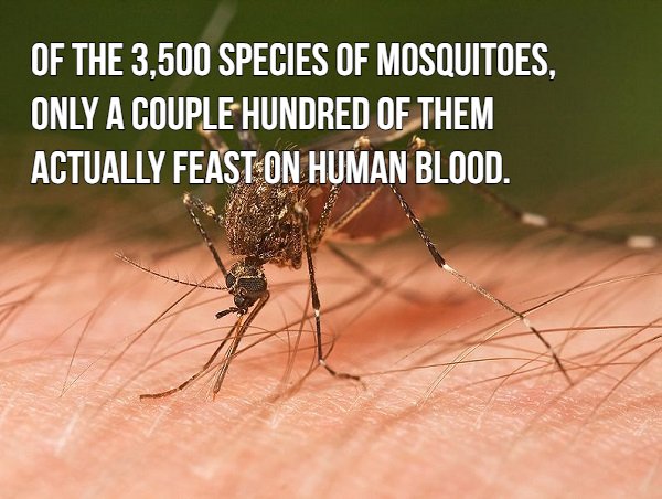 16 blood sucking facts about mosquitoes