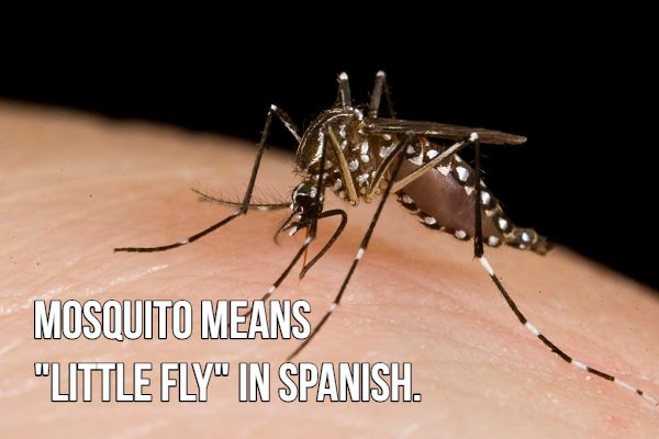 16 blood sucking facts about mosquitoes